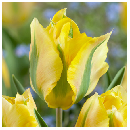 Tulipan Formosa - cebulka rozmiar 12/+ 1szt