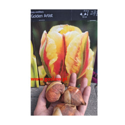Tulipan Golden Artist - cebulka rozmiar 12/+