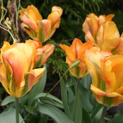Tulipan Golden Artist - cebulka rozmiar 12/+ 1szt