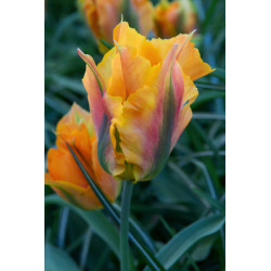 Tulipan Golden Artist - cebulka rozmiar 12/+