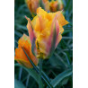 Tulipan Golden Artist - cebulka rozmiar 12/+