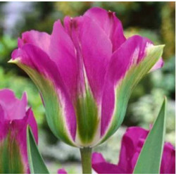 Tulipan Violet Bird - cebulka rozmiar 12/+ 1szt